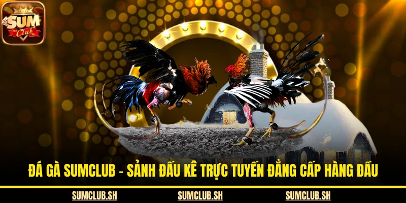 Đá Gà SUMCLUB – Sảnh Đấu Kê Trực Tuyến Đẳng Cấp Hàng Đầu